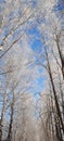 Birch alley in winter path snow sunny day