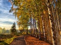 Birch alley with yellow leaves and grass on an autumn day. Birch trees in the park on an autumn sunny day Royalty Free Stock Photo