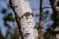 birch and aspen tree grow in spring with first leaves hatching Royalty Free Stock Photo