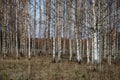 birch and aspen tree grow in spring with first leaves hatching Royalty Free Stock Photo