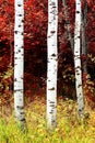 Birch Aspen Trees in Mountains Lush Landscape in Fall Autumn Royalty Free Stock Photo