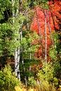 Birch Aspen Trees in Mountains Lush Landscape in Fall Autumn Royalty Free Stock Photo