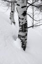 Birch Aspen Trees in Winter Snow