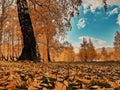 Birch autumn forest in Bashkiria Royalty Free Stock Photo