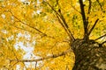 Birch in autumn forest with yellow and green leaves. Bottom view Royalty Free Stock Photo