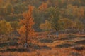 Birch in autumn landscape, flatruet, sweden Royalty Free Stock Photo