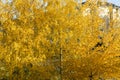 Birch in autumn