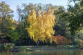 Birch with autumn yellow leaves on lake shore in park Royalty Free Stock Photo