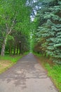 Birch avenue in Dendrology garden in Pereslavl-Zalessky city Royalty Free Stock Photo