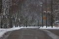 Birch Avenue at the entrance to the city of Niederstetten Royalty Free Stock Photo