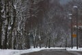 Birch Avenue at the entrance to the city of Niederstetten Royalty Free Stock Photo