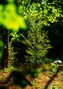 Birch with backlighting