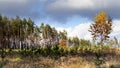 Birch on the background of meadows and pine forest