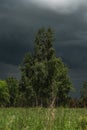 Birch on the background of a stormy gloomy sky