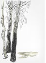Birch background vector sketch line watercolor tree