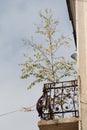 Birch on the balcony of an old house