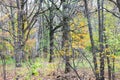 Birch and bare oak trees in city pank in late fall Royalty Free Stock Photo