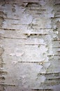 Birch Bark Royalty Free Stock Photo