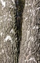 Birch Bark. Royalty Free Stock Photo