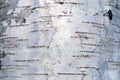 Birch bark Royalty Free Stock Photo