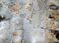 Birch Bark