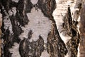 Birch bark background