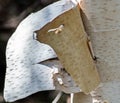 Birch Bark Background