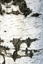 Birch bark in the background Royalty Free Stock Photo