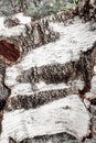 Birch bark backgroung texture