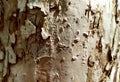 Birch bark close-up. Background. Texture. Birch pattern. Natural background birch. Birch wood. Grey bark. Copy space for text. Royalty Free Stock Photo