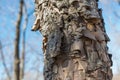 Birch bark close-up. Royalty Free Stock Photo