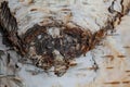 Birch bark closeup background texture Royalty Free Stock Photo