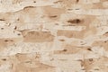 Birch bark closeup wallpaper flat realistic isolated illustration