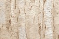 Birch bark closeup wallpaper flat realistic isolated illustration