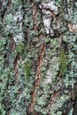 Birch bark covered with moss and lichens. The bark of the old birch tree is covered with lichen. Background of white with black Royalty Free Stock Photo