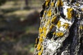 Birch bark covered with swamp-colored moss, wood texture close-up Royalty Free Stock Photo