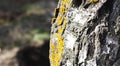 Birch bark covered with swamp-colored moss, wood texture close-up Royalty Free Stock Photo