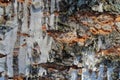 Birch bark deep texture background close-up