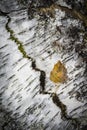 Birch bark and leaf in Scotland. Royalty Free Stock Photo