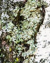 Birch bark with lichen. Birch Bark With a Lichen. Birch bark witn a lichen Royalty Free Stock Photo