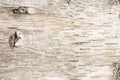 Birch bark natural texture background Royalty Free Stock Photo