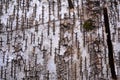 Birch bark natural texture paper background closeup of birch tree pattern .