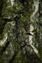 Birch bark pattern. Dark green-gray textured skin of ageing birch