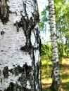 Birch bark in Russian forest in summer Royalty Free Stock Photo