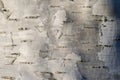 Birch bark texture Royalty Free Stock Photo