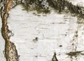 The birch bark texture or background. Macro shot is made by means of stacking technology trunk. Texture made of birch tree bark. Royalty Free Stock Photo
