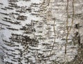 The birch bark texture or background. Macro shot is made by means of stacking technology trunk. Texture made of birch tree bark. Royalty Free Stock Photo
