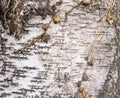The birch bark texture or background. Macro shot is made by means of stacking technology trunk. Texture made of birch tree bark. Royalty Free Stock Photo