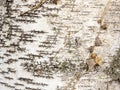 The birch bark texture or background. Macro shot is made by means of stacking technology trunk. Texture made of birch tree bark. Royalty Free Stock Photo