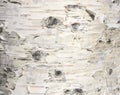 The birch bark texture or background. Macro shot is made by means of stacking technology trunk. Texture made of birch tree bark. Royalty Free Stock Photo